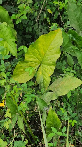 Lasimorpha senegalensis