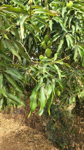 Indian mango