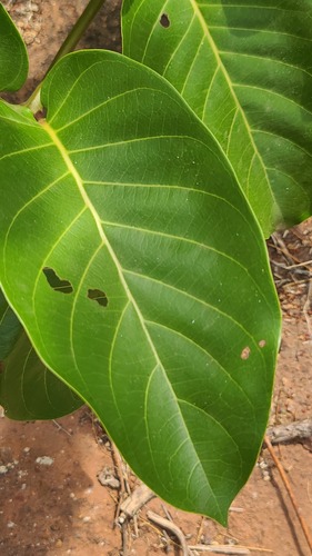 African peach