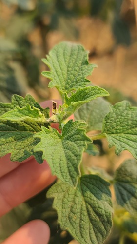 Wide Spikenard