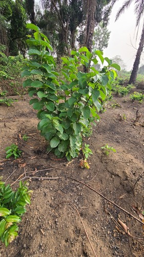 African peach