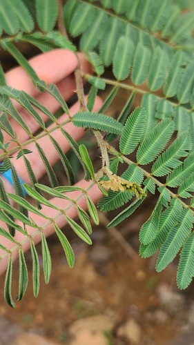 Giant Sensitive Plant