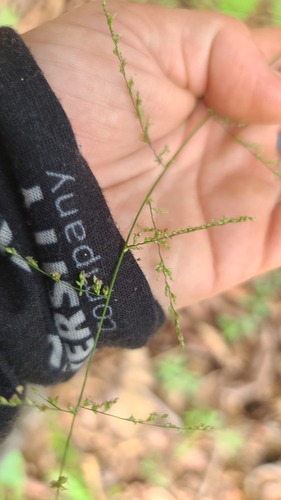 Lax Panicgrass