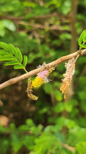aroma