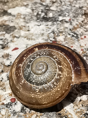 Eobania vermiculata