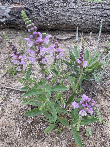 Brazoria truncata var. pulcherrima