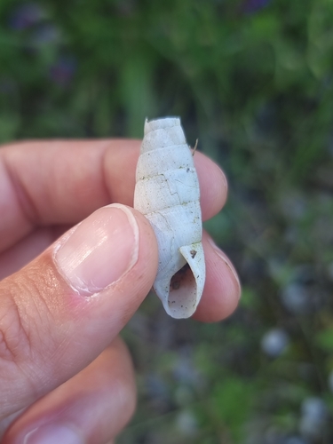 Rumina decollata