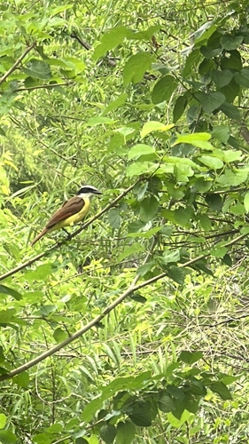 Great Kiskadee