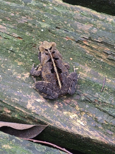 Ornate Forest toad