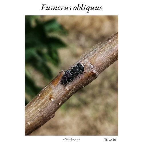 Eumerus obliquus