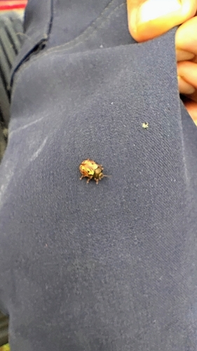 Russet Alder Leaf Beetle