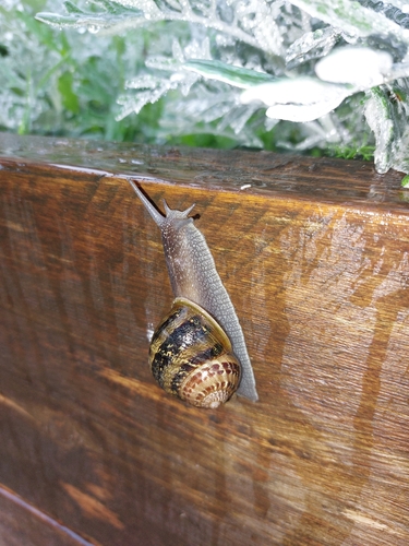 Cornu aspersum