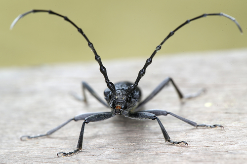 Capricorn beetle