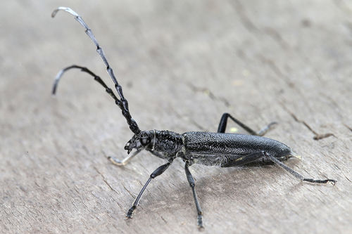 Capricorn beetle
