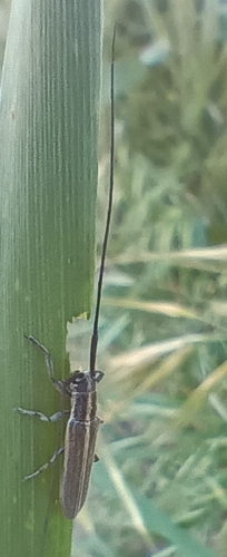 Calamobius filum