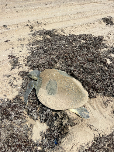 Kemp's Ridley Sea Turtle observed by nernst000
