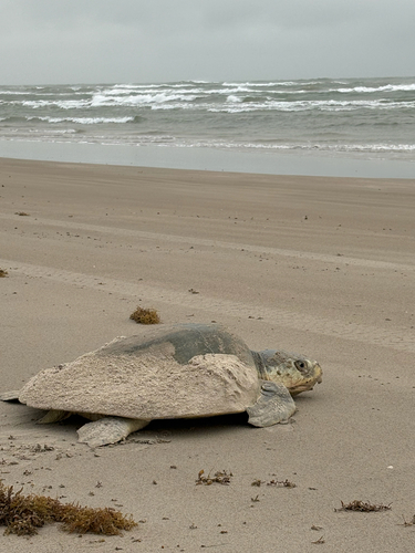 Kemp's Ridley Sea Turtle observed by nernst000