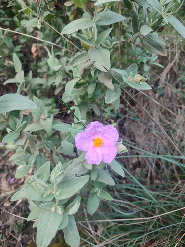Grey-leaved Cistus