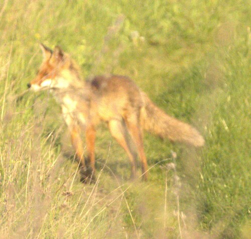 Red Fox