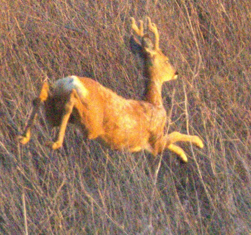 Western Roe Deer