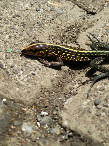 Middle American Ameiva
