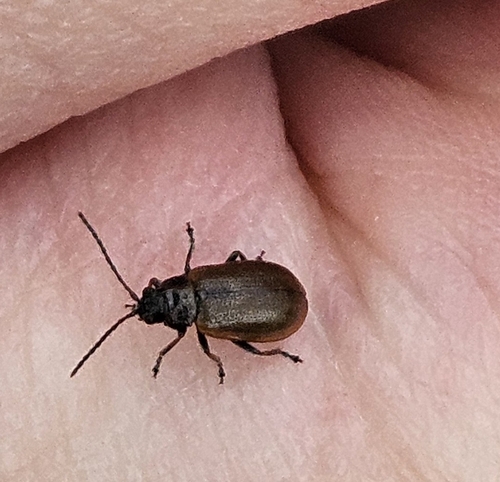 Willow Leaf Beetle