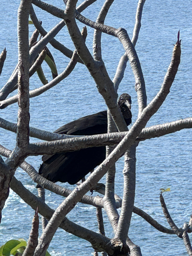Black Vulture (Coragyps atratus)