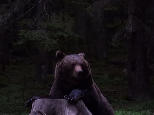 Eurasian Brown Bear
