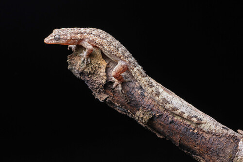 Antilles Leaf-toed Gecko