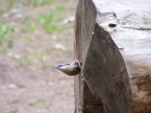 Eurasian Nuthatch