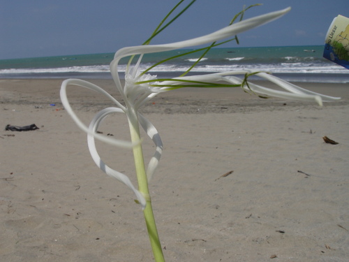 Beach Spider Lily