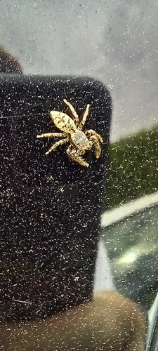 Fencepost jumping spider