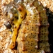 Observation photo