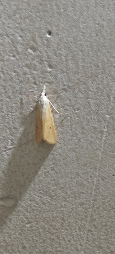 Rice Yellow Stem Borer