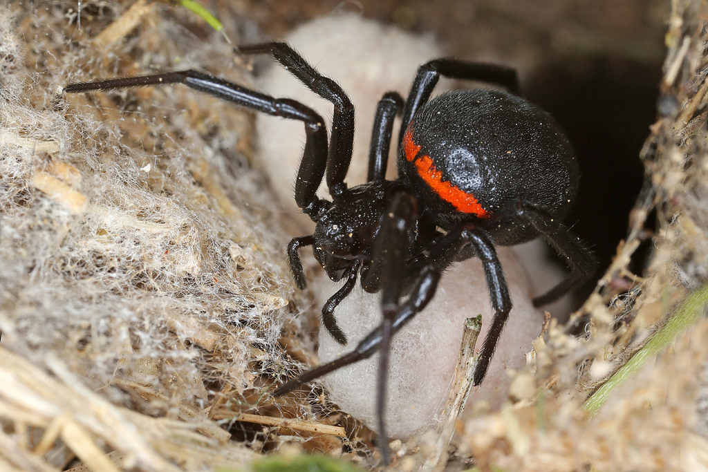 Mediterranean false black widow from Leibnitz, Österreich on June 17 ...