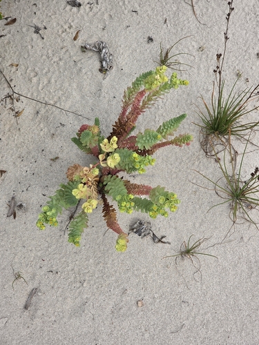Sea Spurge