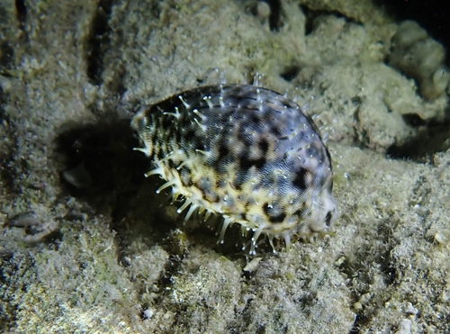 Cypraea tigris