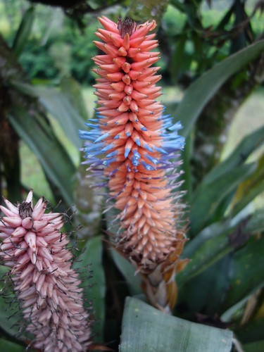 Ronnbergia involucrata · NaturaLista Mexico