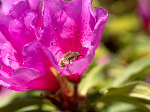 Greater Bee Fly