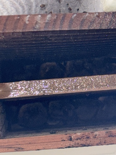 iNaturalist observation photo of Mouse-eared Bats