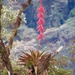 Tillandsia superba - Photo (c) Luis Panama, all rights reserved, uploaded by Luis Panama