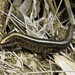 Brown Prionodactylus - Photo (c) Luis Panama, all rights reserved, uploaded by Luis Panama