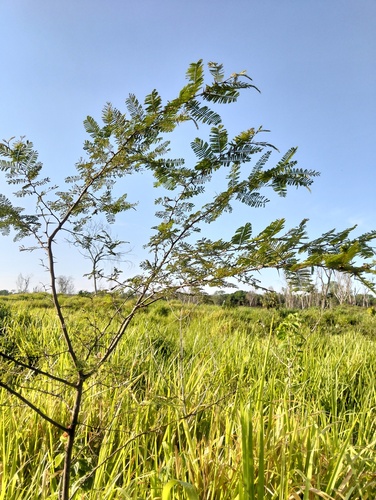 fern-leaf acacia