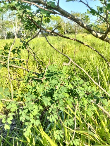 Senna racemosa