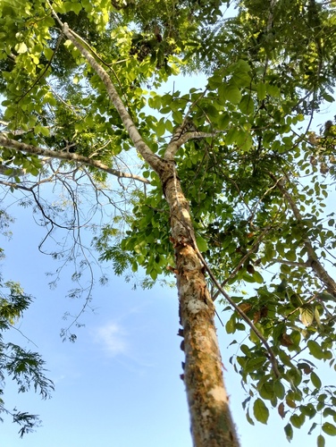 Gumbo Limbo