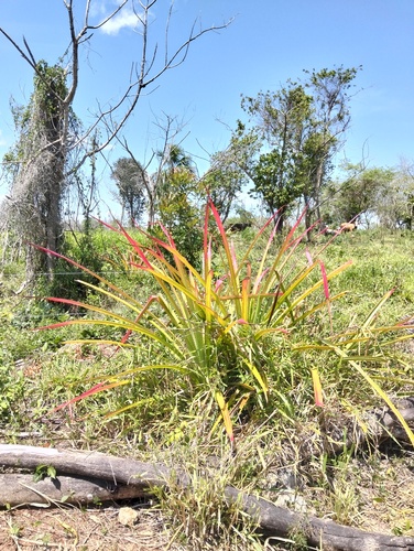 piñuela