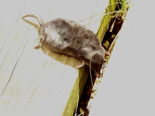 Star-nosed Mole observed by eumonessoter