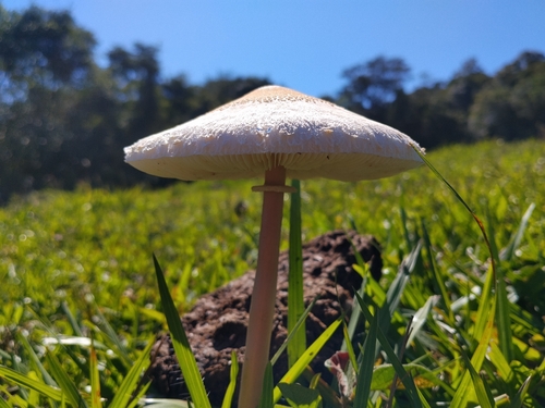 Macrolepiota bonaerensis