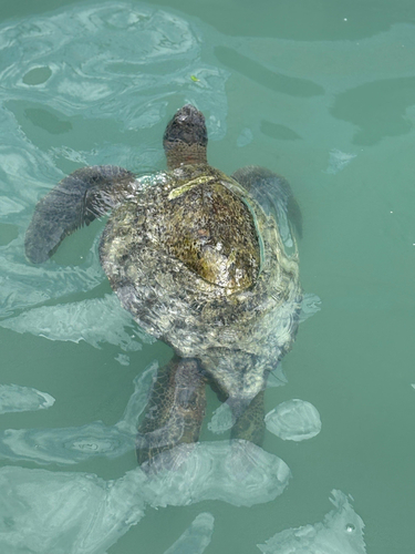 Chelonia mydas