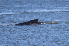 Humpback Whales